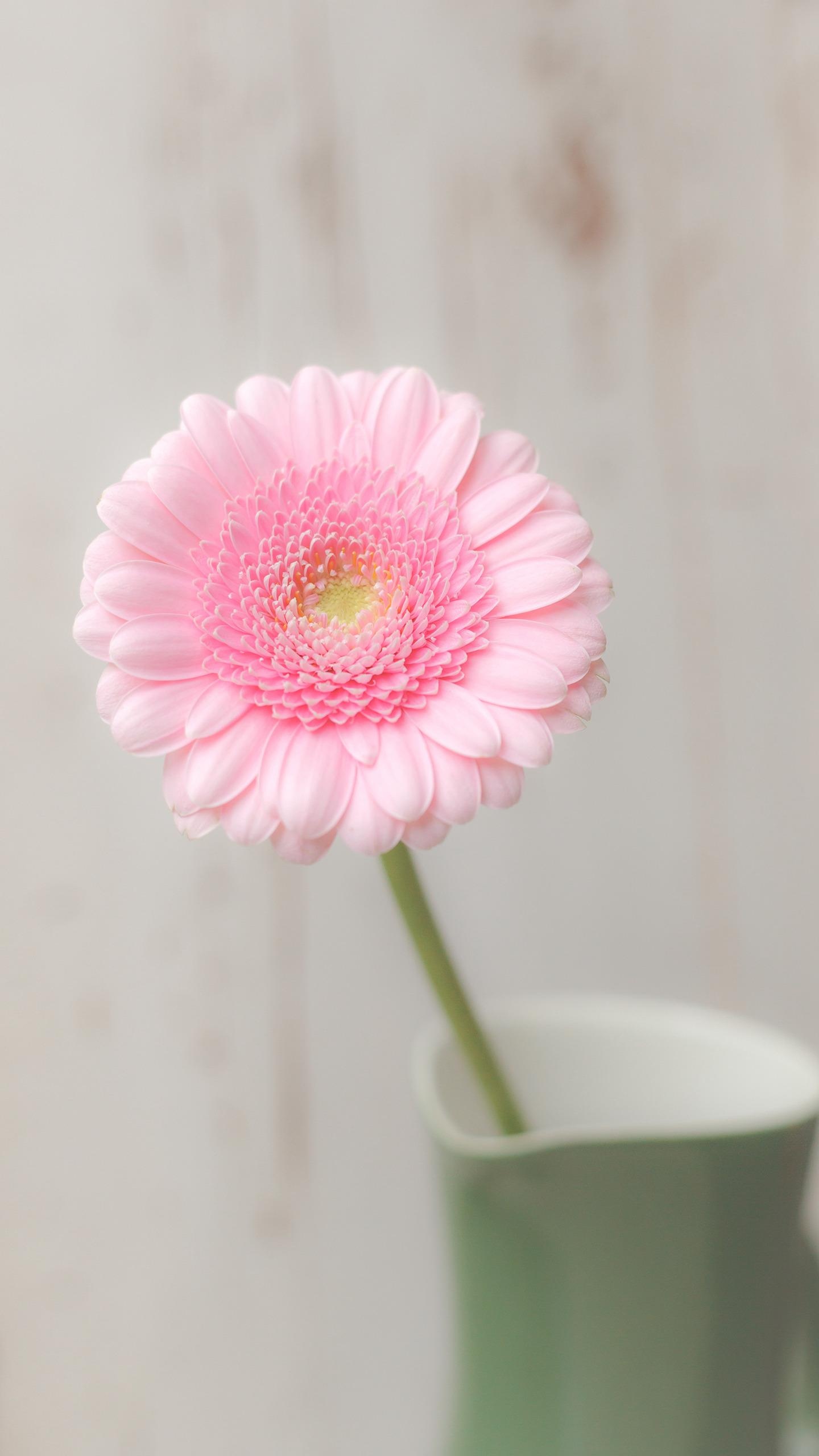 粉色非洲菊