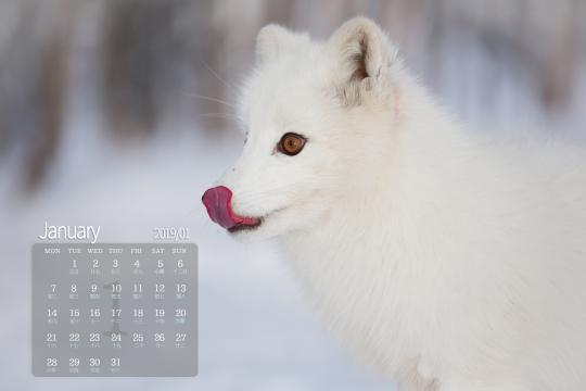 2019年1月超级可爱的北极狐图片日历
