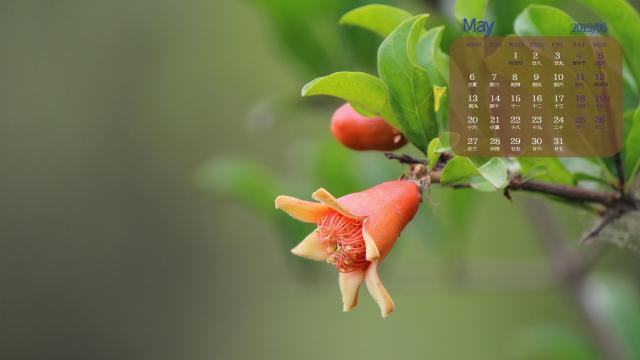 2019年5月代表性石榴花唯美写真日历