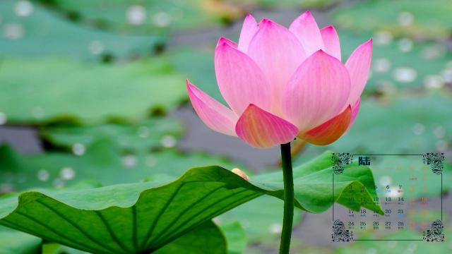 2019年6月代表性荷花自然风光日历