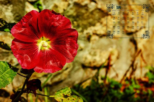 2019年7月代表性花之蜀葵日历