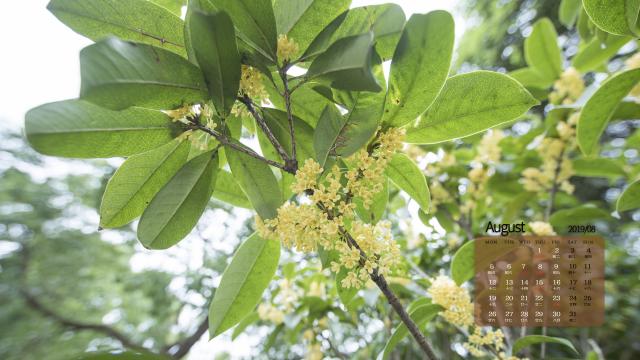 2019年8月十里飘香的桂花日历