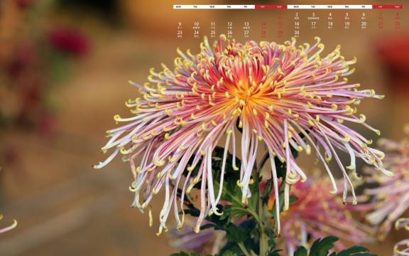 2019年9月绽放着迷人的菊花日历