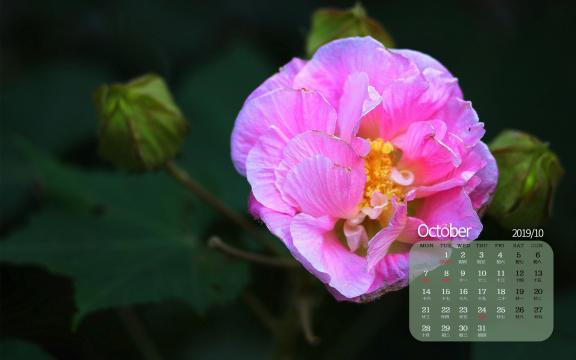 2019年10月代表花之芙蓉日历
