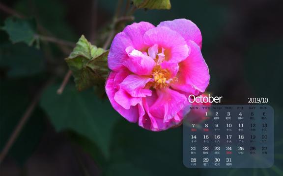 2019年10月代表花之芙蓉日历