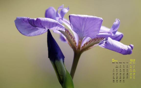 2018年5月唯美鸢尾花图片日历