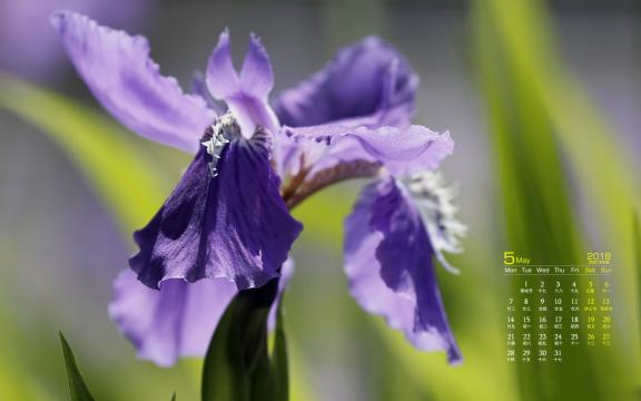 2018年5月唯美鸢尾花图片日历