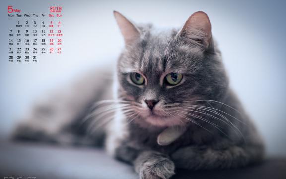 2018年5月呆萌猫咪可爱写真日历