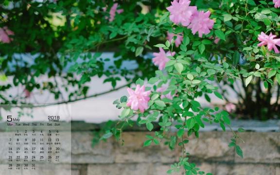 2018年5月清新唯美粉色蔷薇花日历