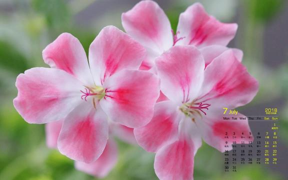 2018年7月小清新粉色花卉养眼图片日历