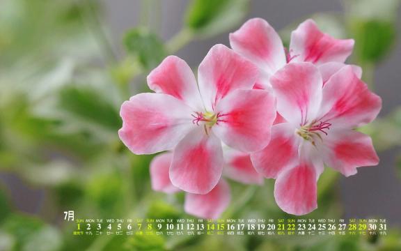 2018年7月小清新粉色花卉养眼图片日历
