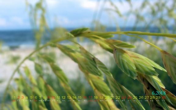 2018年6月清新护眼稻田日历