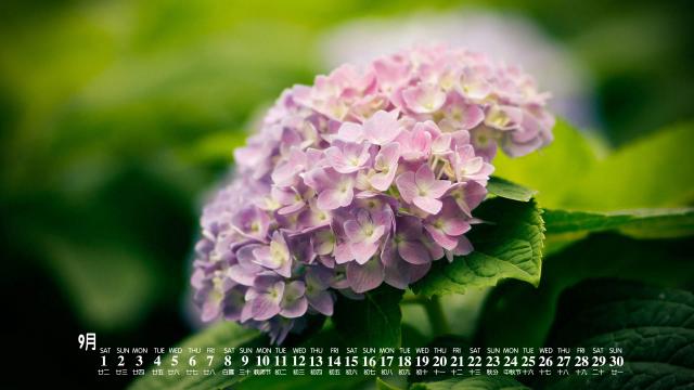 2018年9月梦幻花卉美图日历