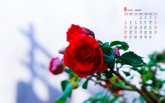 2018年8月铿锵玫瑰唯美日历