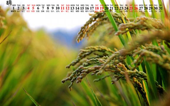 2018年8月麦田秋意美景日历