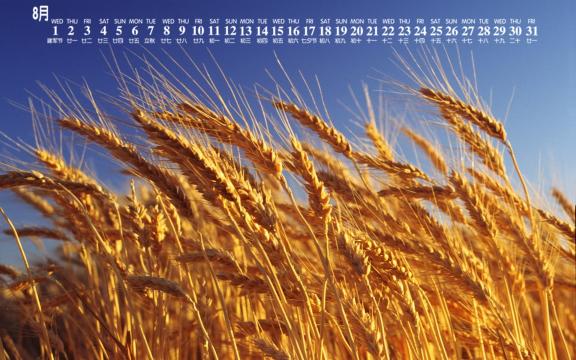 2018年8月麦田秋意美景日历