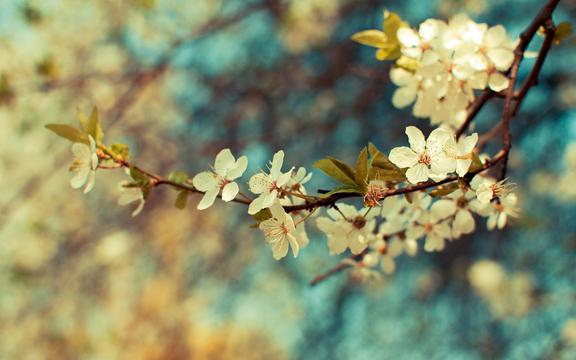 lomo樱花唯美