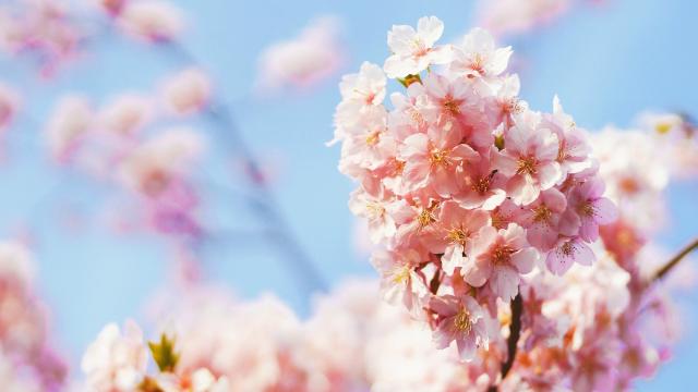 春天 醉了桃花