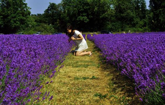 薰衣草花田