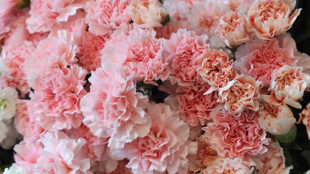 教师节为什么送康乃馨