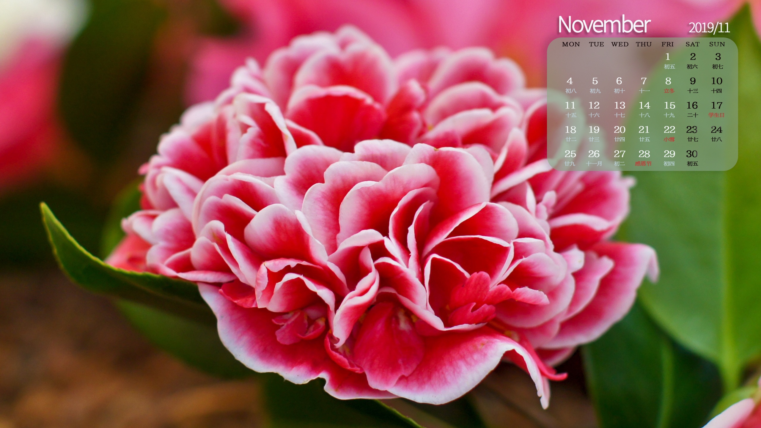 2019年11月代表花之山茶花日历