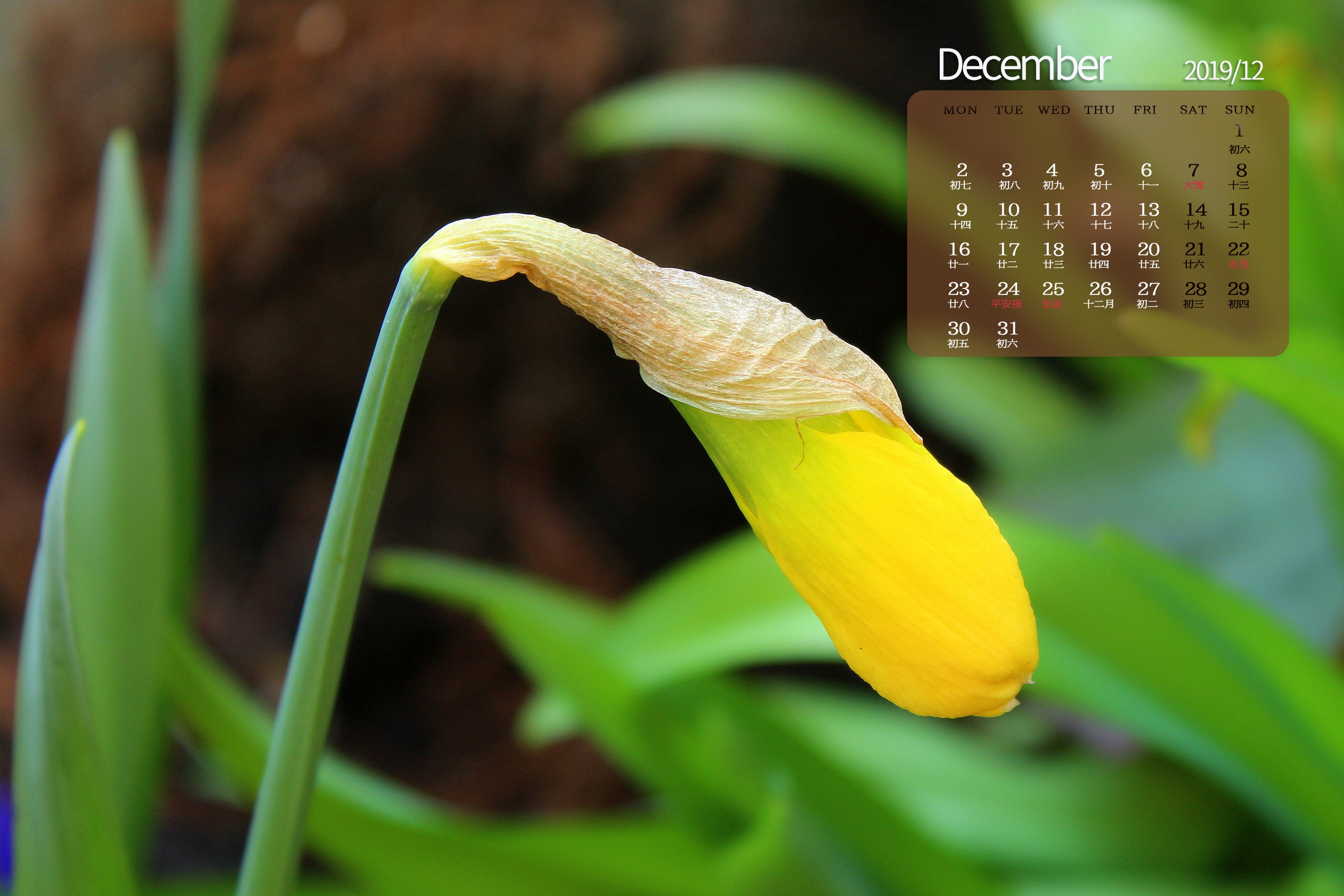 2019年12月代表花之水仙花日历