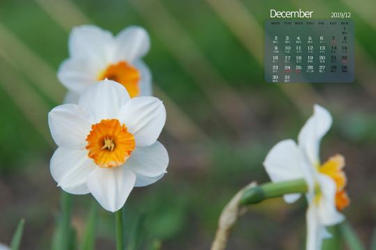 2019年12月代表花之水仙花日历