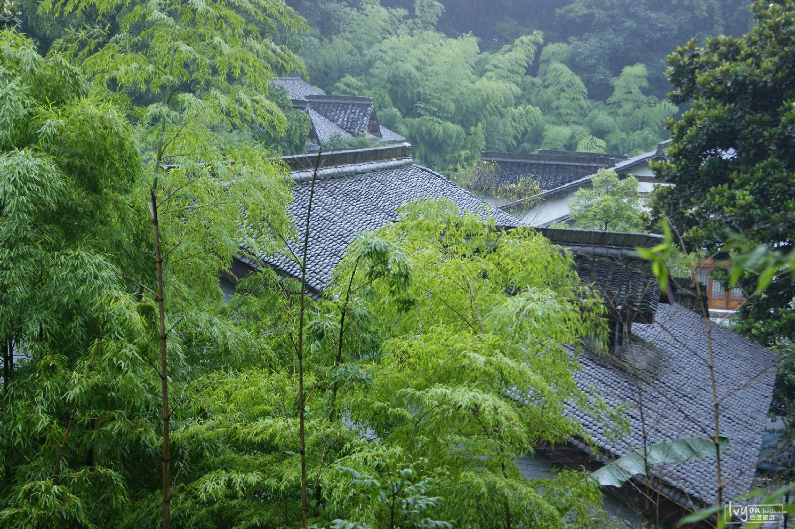 杭州的龙井村