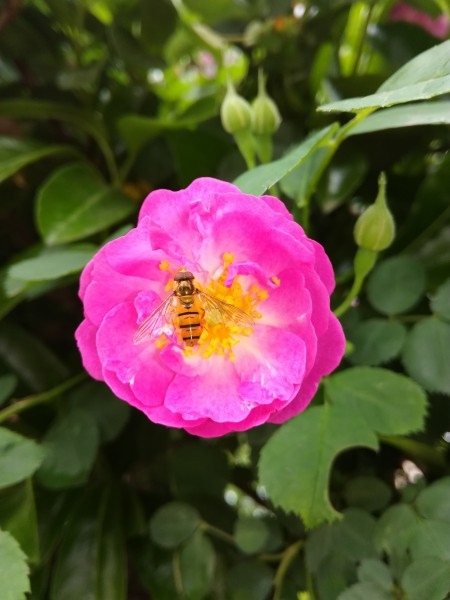 鲜花上的蜜蜂