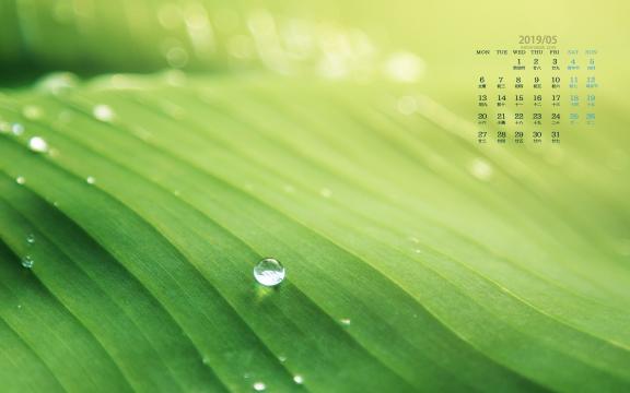 2019年5月美得让人心醉的植物写真日历