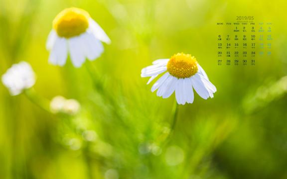 2019年5月美得让人心醉的植物写真日历