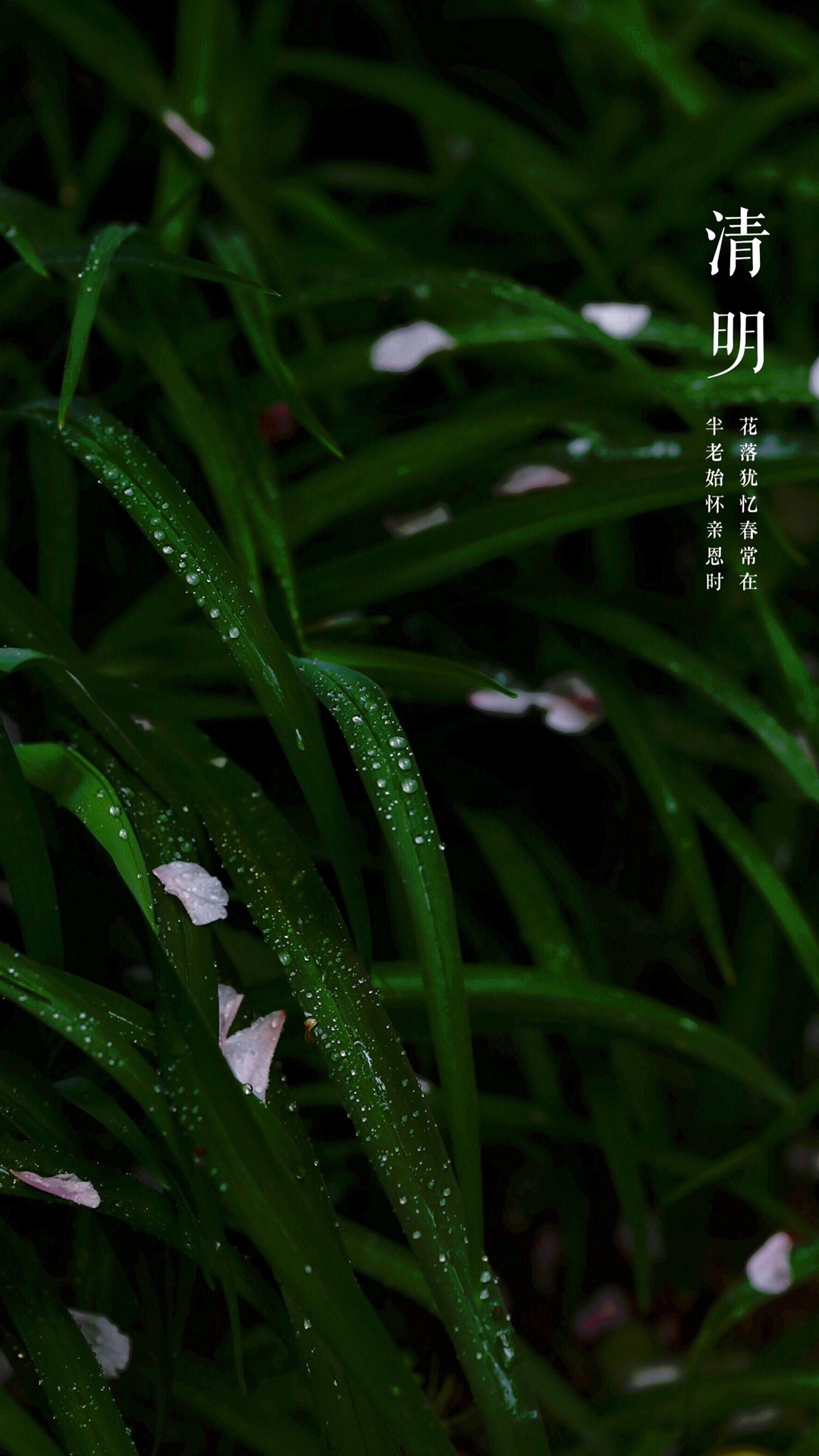 二十四节气清明之露水