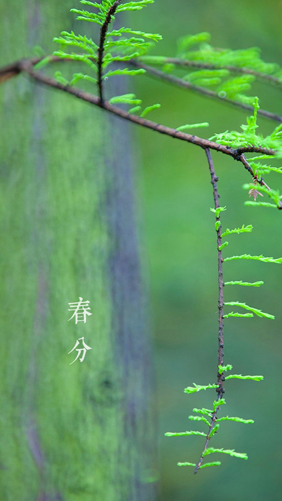 春分时节祝你开心
