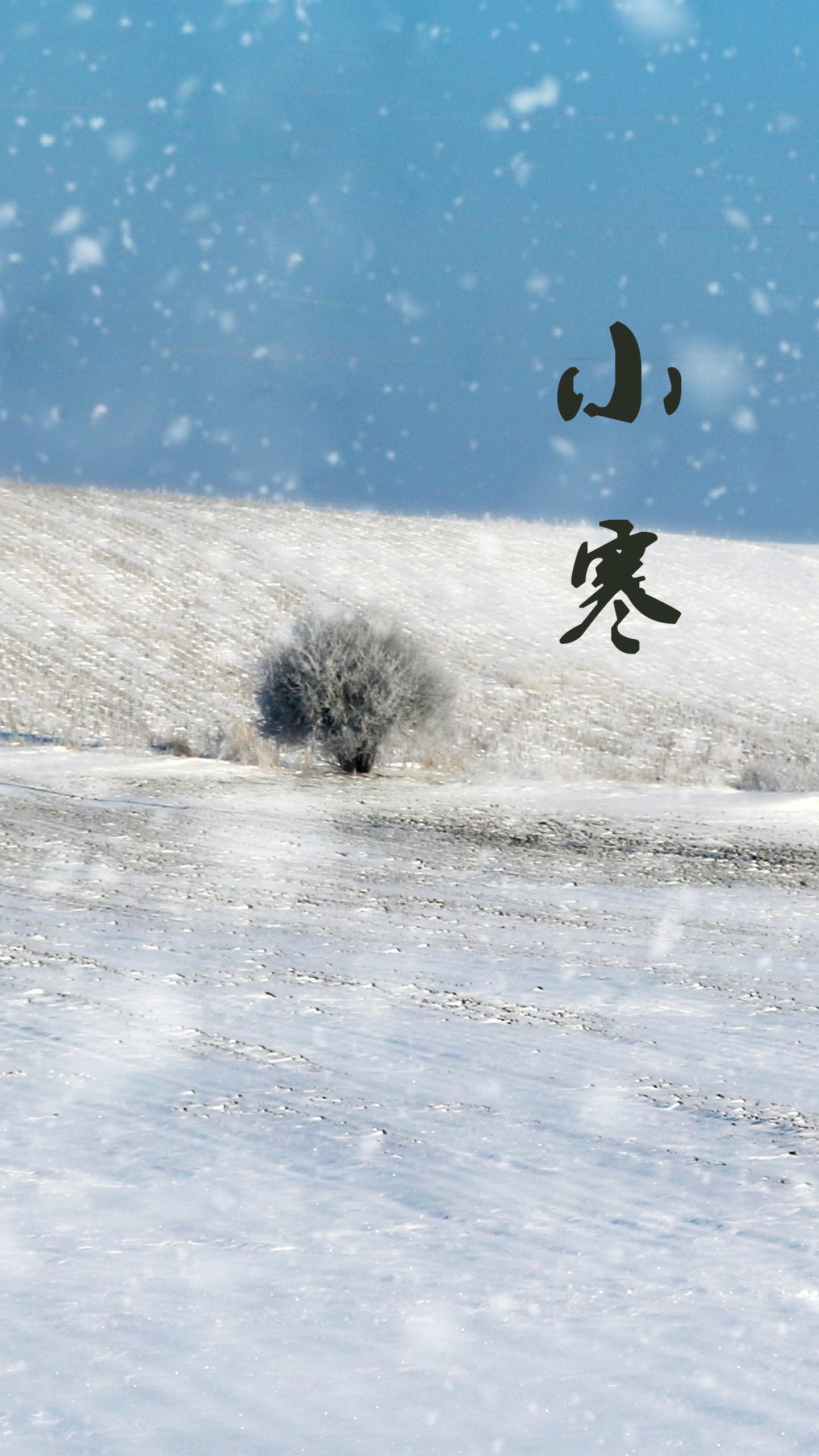 小寒时节雪纷飞