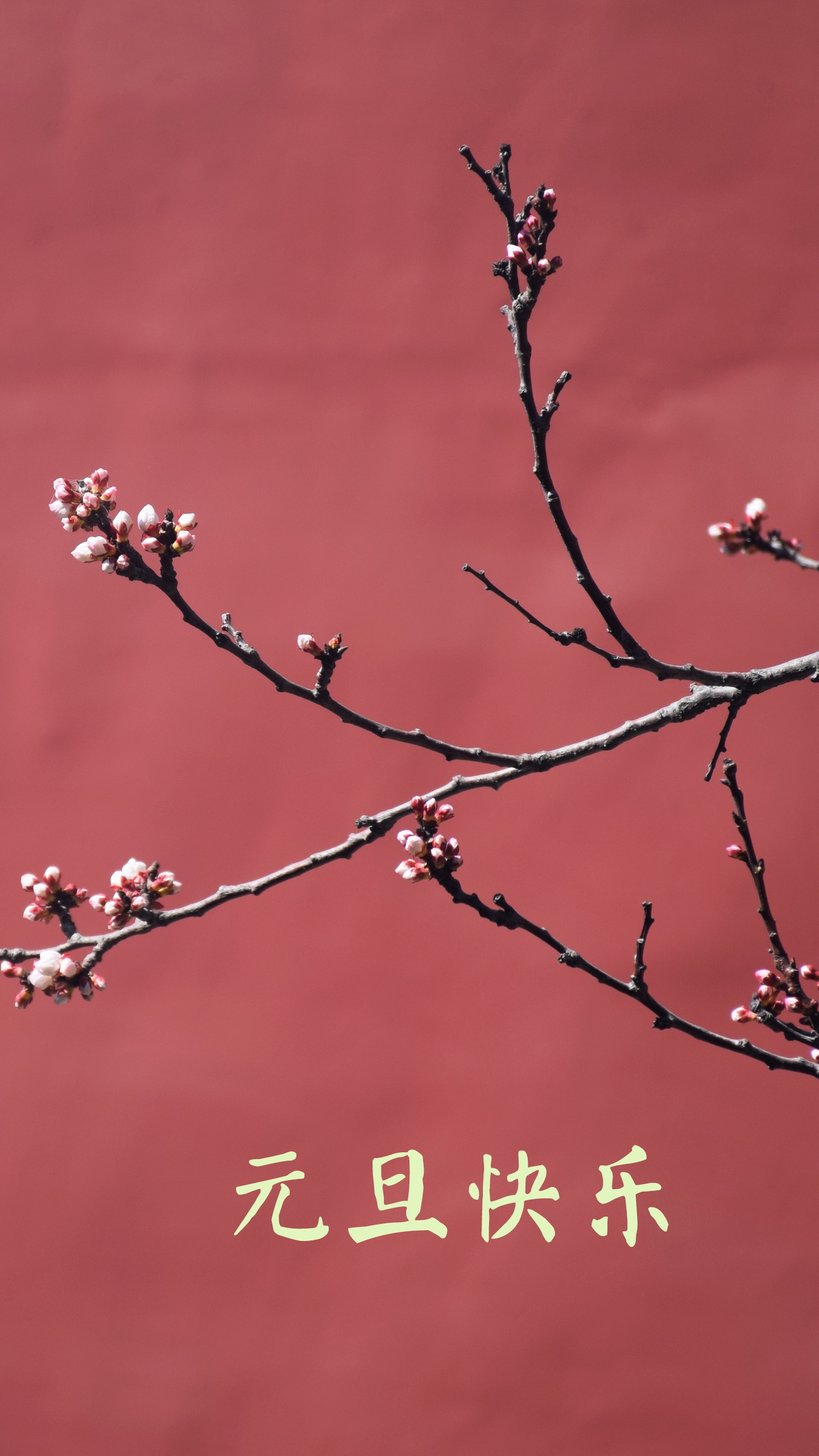 元旦佳节赏梅花