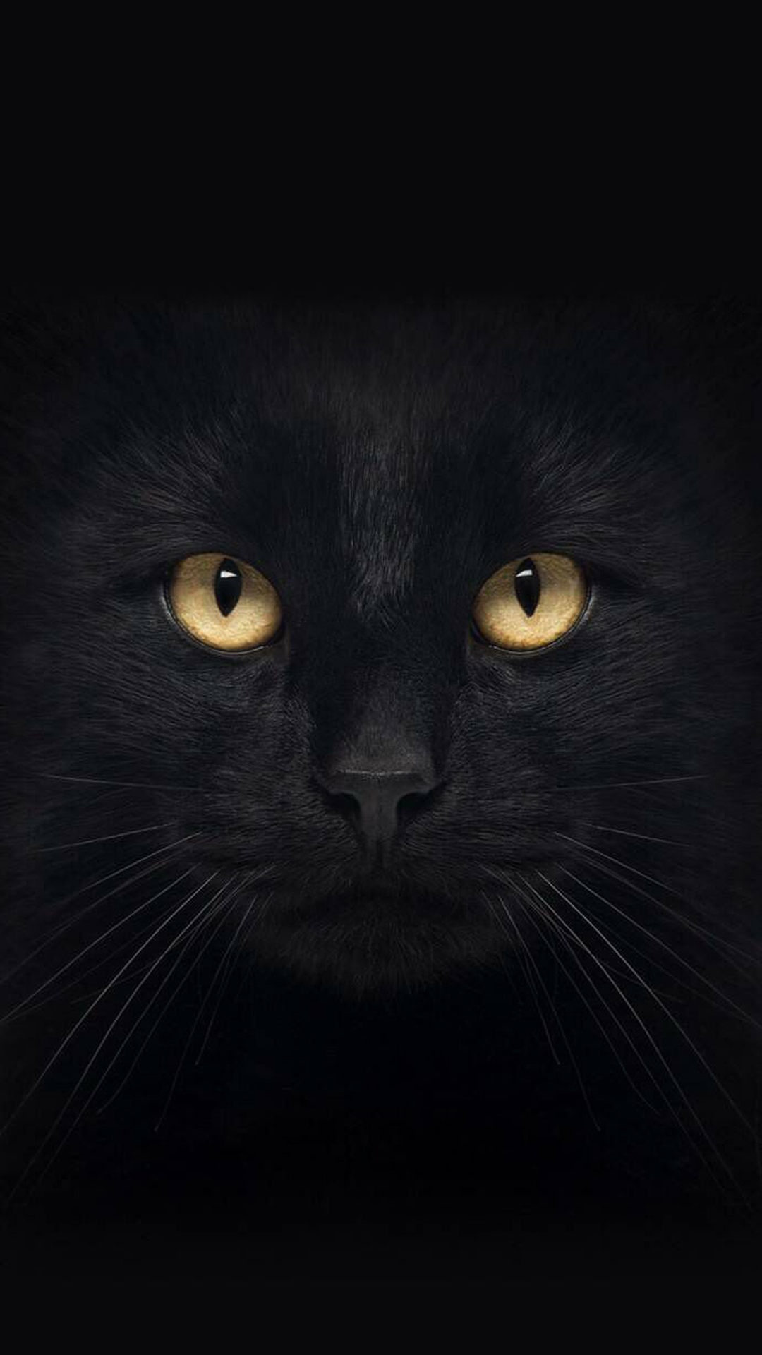 抖音最火的囧囧有神黑猫