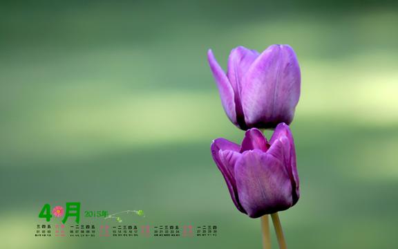 2015年4月唯美花卉日历