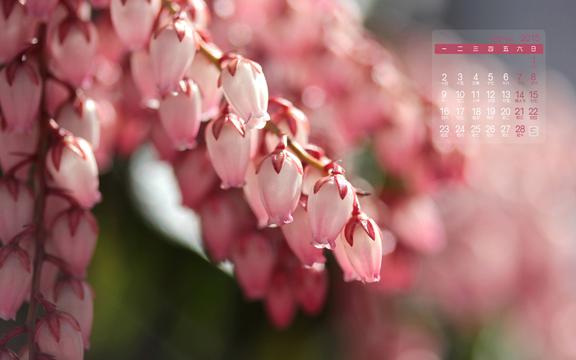 2015年2月清新花草日历