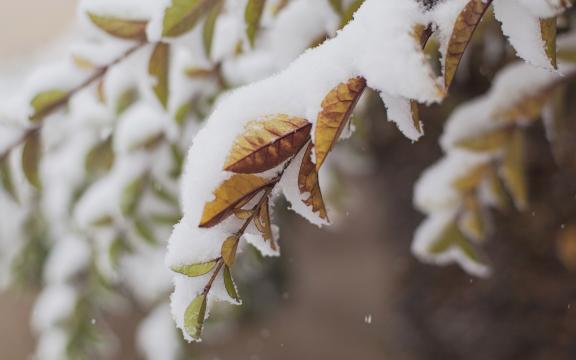 大雪时节,依然生机勃勃