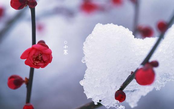 24节气之小寒