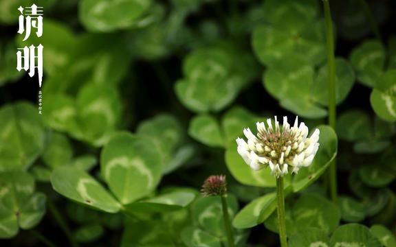 清明节气自然风光