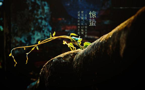 唯美惊蛰节气