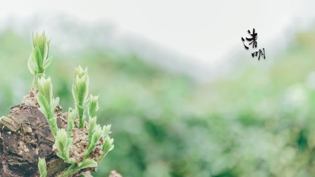 清明时节的春光美