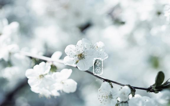 24节气春分唯美