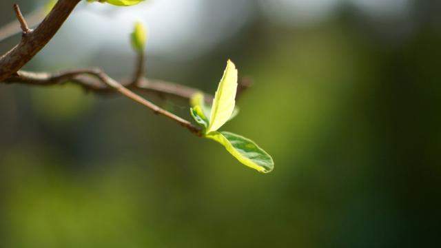 二十四节气之立春