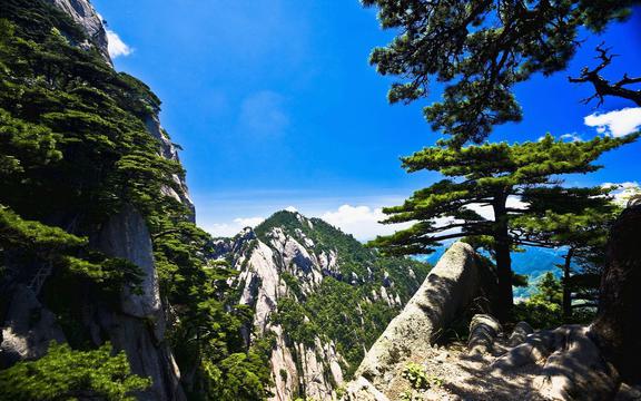 黄山奇松之景
