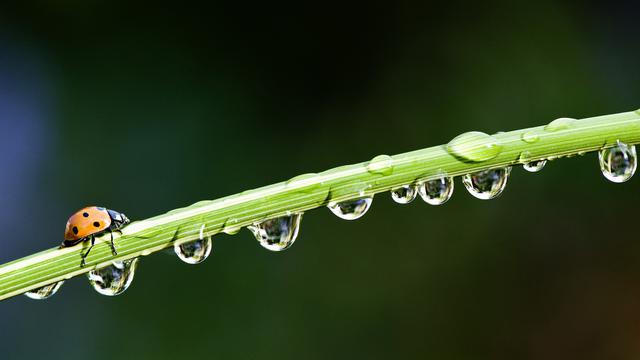树叶上的水滴