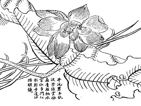 荷花素描图