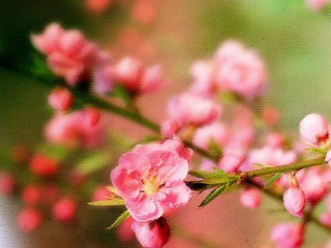 一花一世界