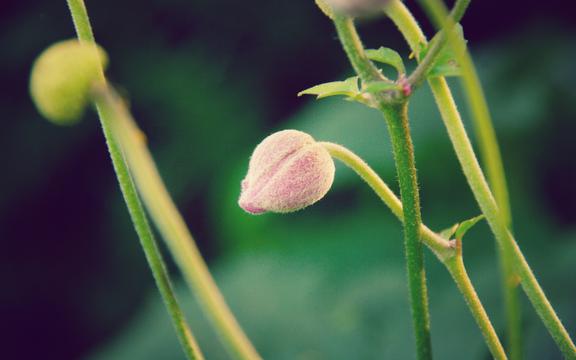 绿色小清新植物